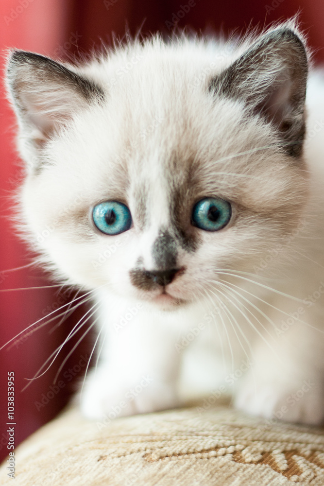 kitten close-up indoors