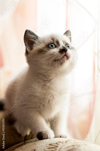 kitten close-up indoors