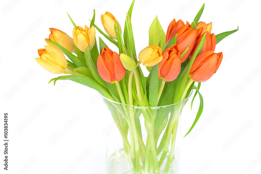 Colorfull tulips isolated on white background Colorfull tulips isolated on white background