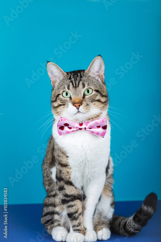 Cat with a ribbon,bow sitting and looking to camera isolated on blue background.