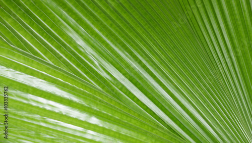 pattern on the palm leaves