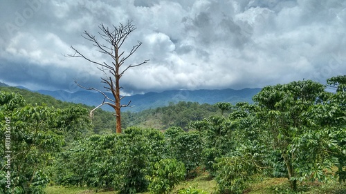 Kaffee und Tee Plantage Vietnam