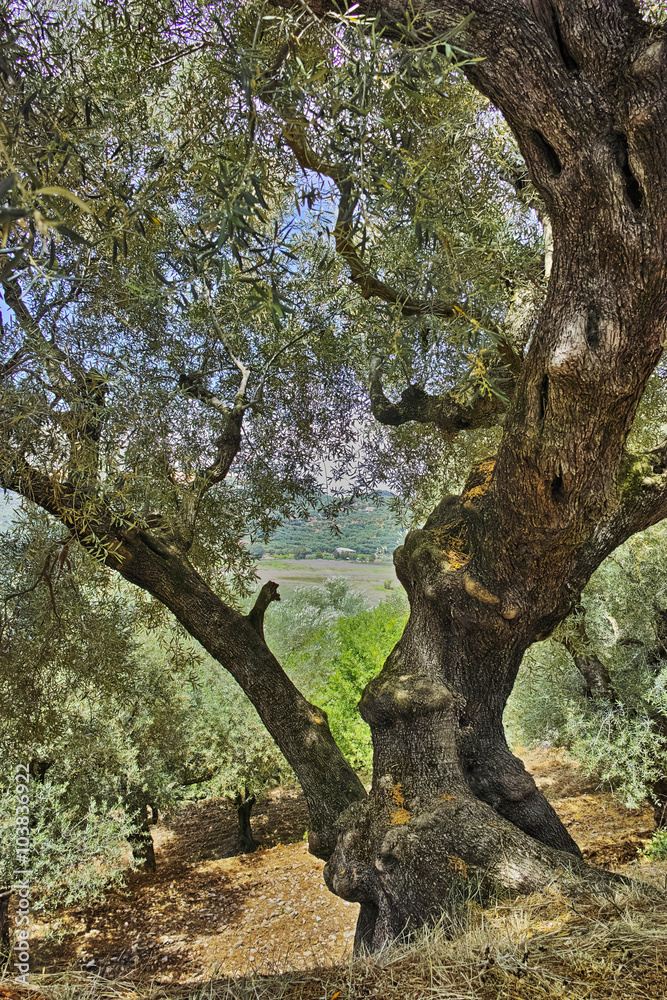 Landscape of Olive forest at Zakynthos island, Greece Landscape of Olive forest at Zakynthos island, Greece
