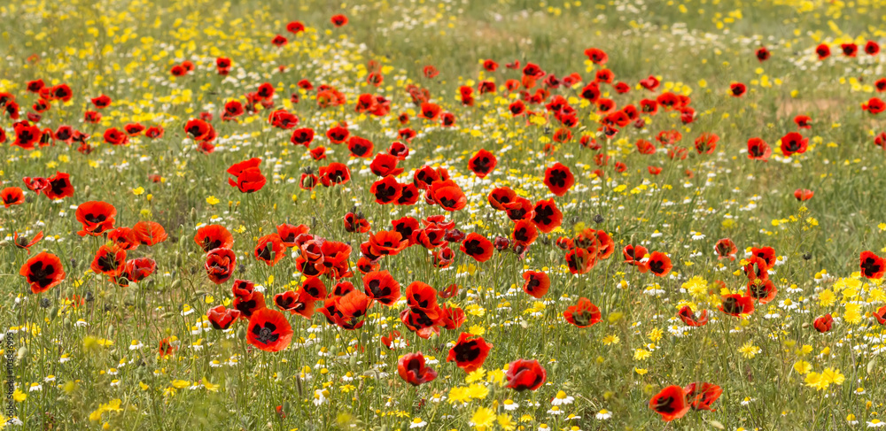 panorama view of  red poppy flowers on the field with chamomile