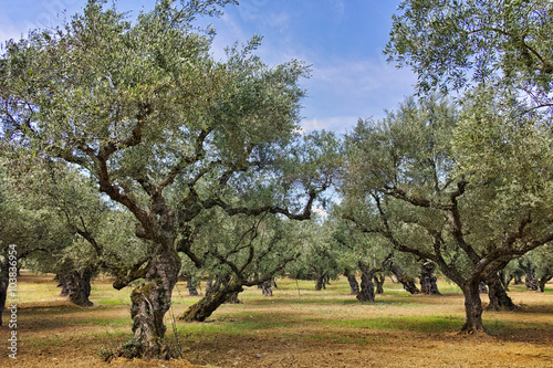 Landscape of Olive forest at Zakynthos island, Greece