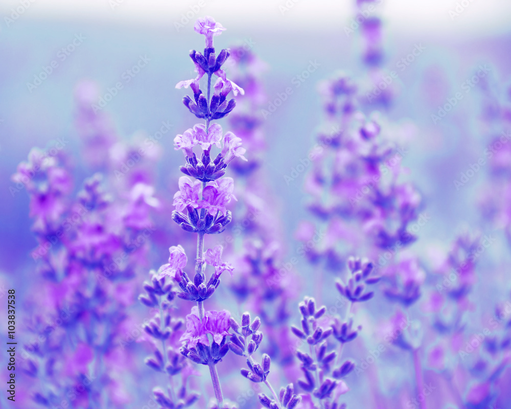 field lavender flowers field lavender flowers