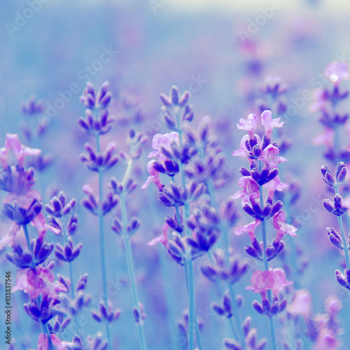 field lavender flowers