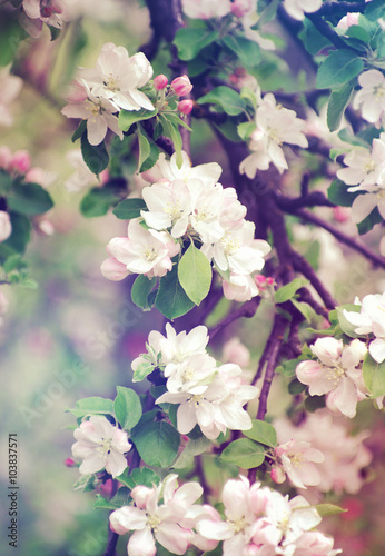  flowers © photolink
