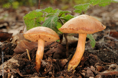 Slika na platnu Chalciporus piperatus, commonly known as the peppery bolete fungus, growing in t