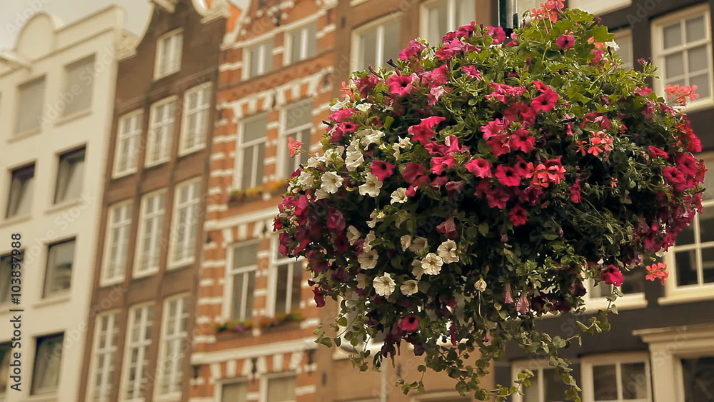 A beautiful hanging flower bed in an old European city. There are red and white flowers in the flower bed, it's swaying in the wind. A beautiful hanging flower bed in an old European city. There are red and white flowers in the flower bed, it's swaying in the wind.