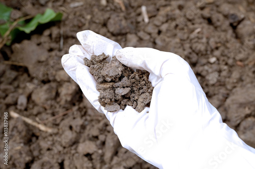 soil on hand which wears a white rubber medical glove with soil