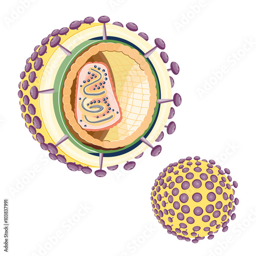 Structure of the AIDS virus. Vector

