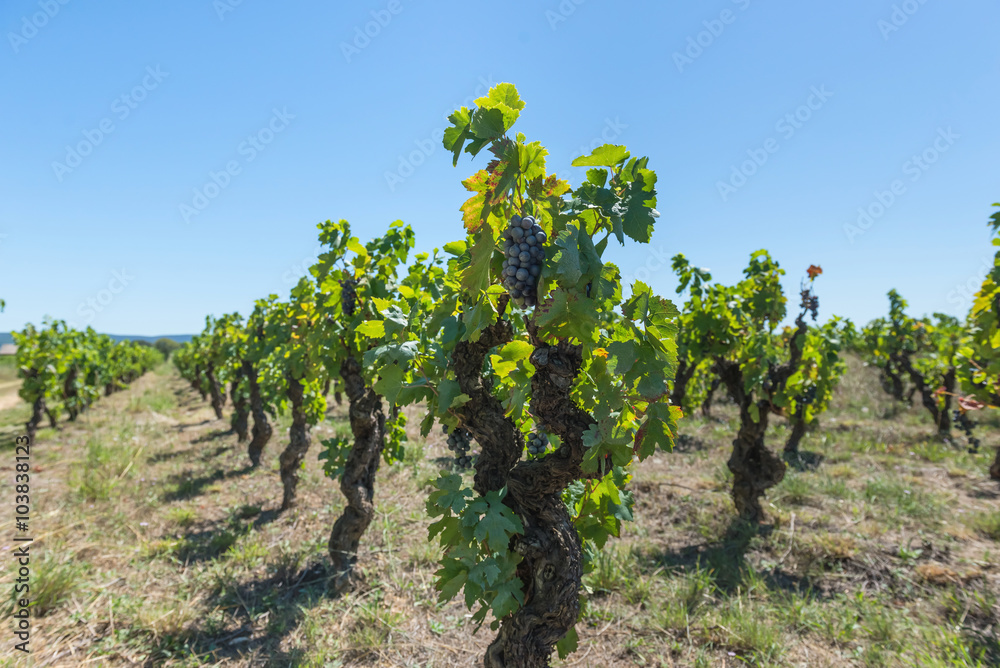 Vines with fruits. Provence. France. 
