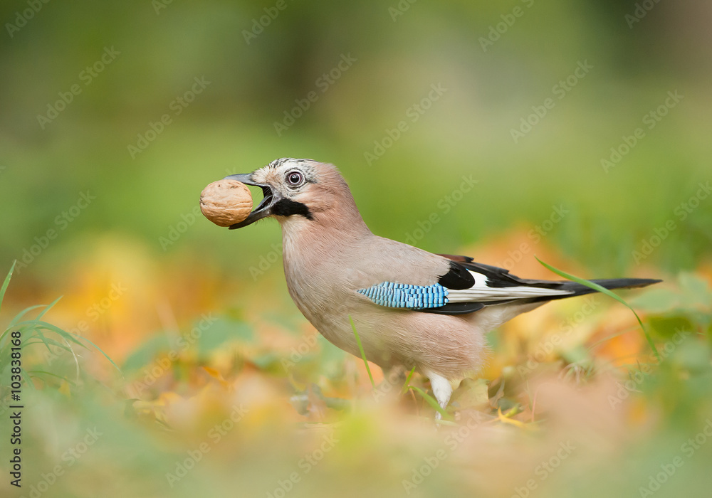European blue jay with wallnut in the beak, clean green background, Czech Republic, Europe European blue jay with wallnut in the beak, clean green background, Czech Republic, Europe