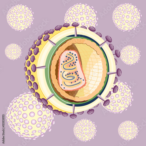 Structure of the AIDS virus. Vector
