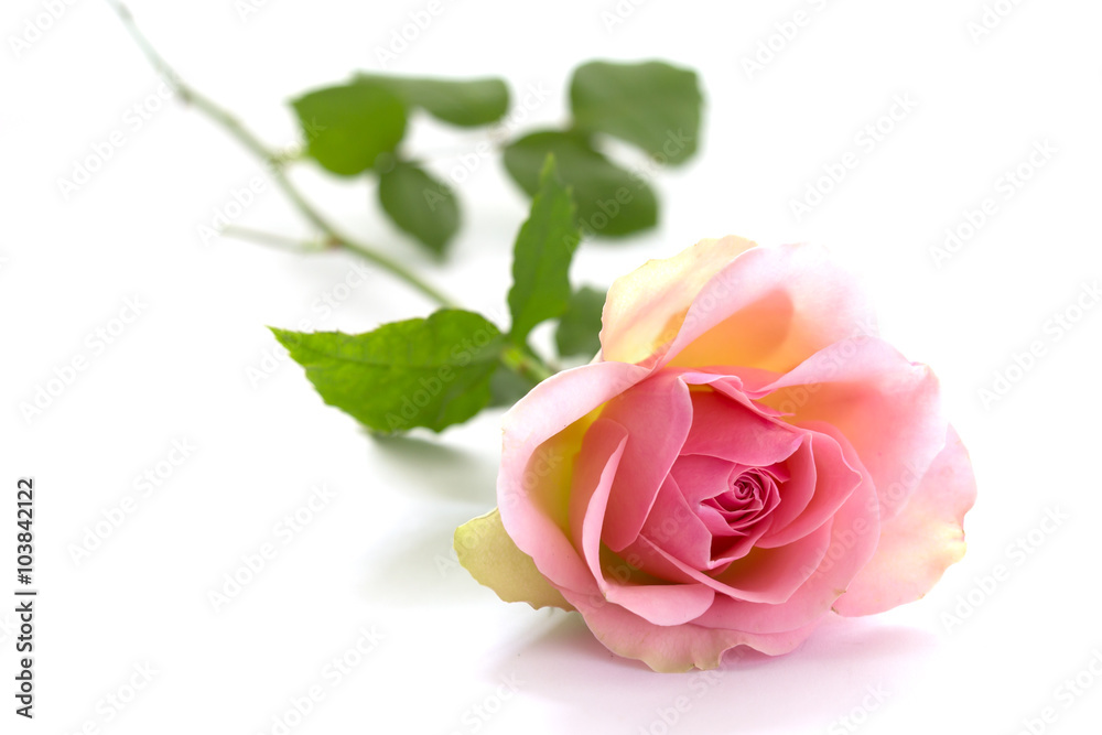 Obraz premium Pink rose on white background