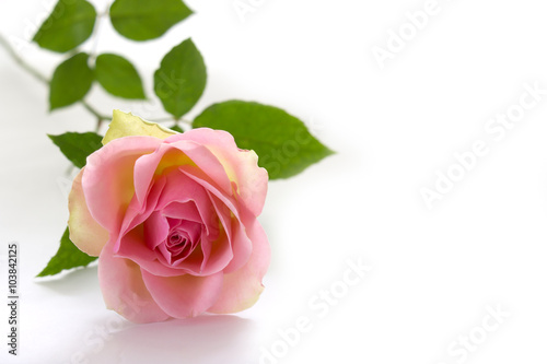 Pink rose on white background