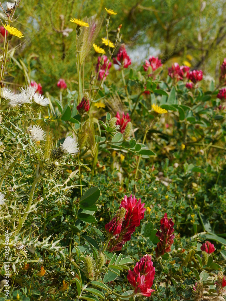 lot of beautiful flowers on a meadow 