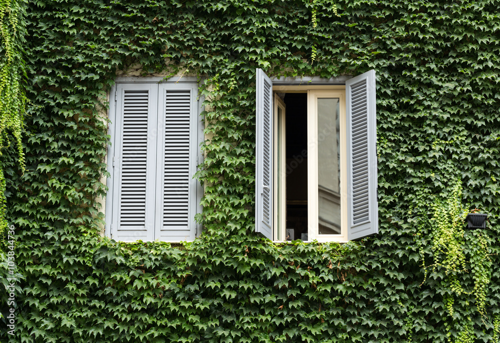 Old house covered by ivy in Rome near Campo dei Fiori Old house covered by ivy in Rome near Campo dei Fiori