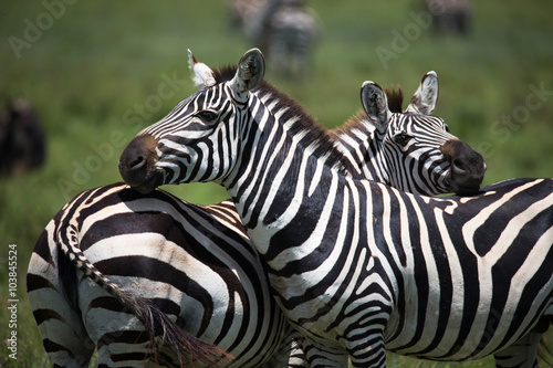 Two zebras on african savannah