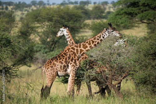Two giraffes on african savannah