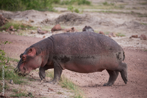 Rhino on the african road