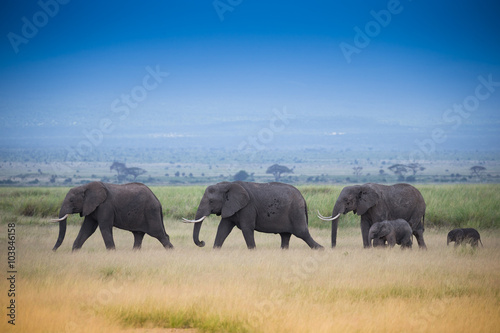 Elephants family on the african savannah