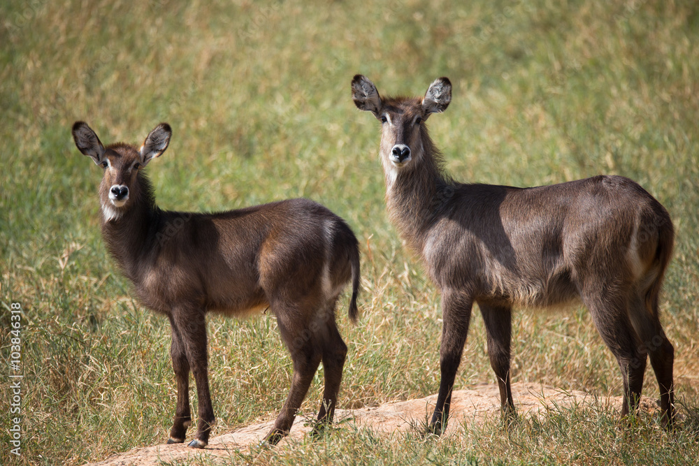 Fototapeta premium Kobe antelope on african savannah