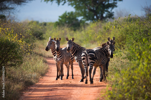 Fototapeta Naklejka Na Ścianę i Meble -  Herd of zebras on the african road