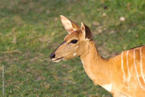 female nyala antelope (Nyala angasii), also called inyala photo