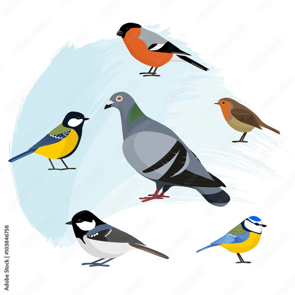 Fototapeta premium Set of birds, isolated vector illustration