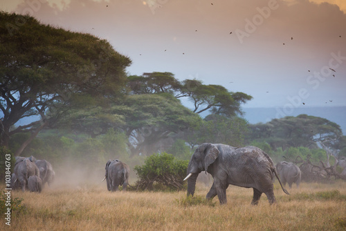 Canvas Print Herd of elephants in Amboseli national Park Kenia