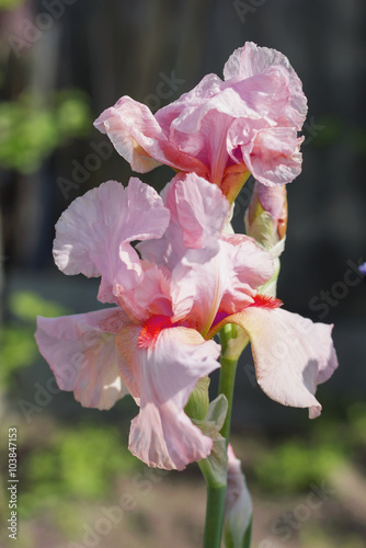 Pink Iris (lat. Íris) flowerbed flowers, perennial, spring flow