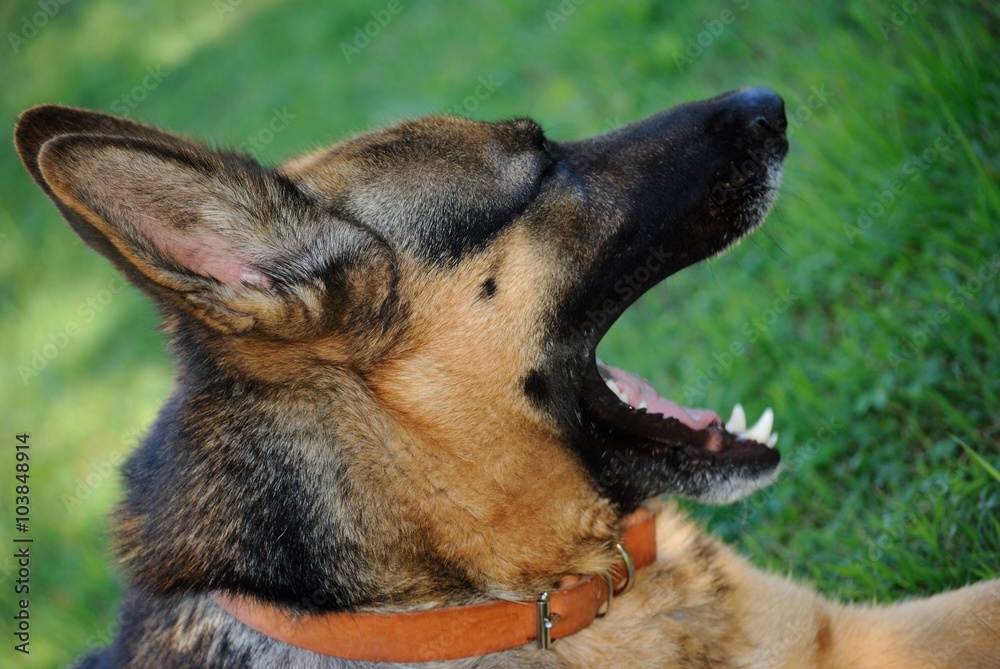 Foto Stock Cane che sbadiglia Adobe Stock