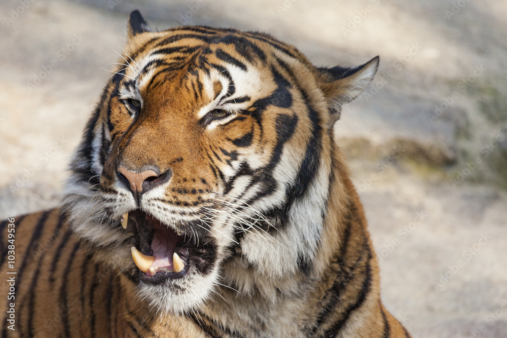 Close-up of a Tigers face. Close-up of a Tigers face.