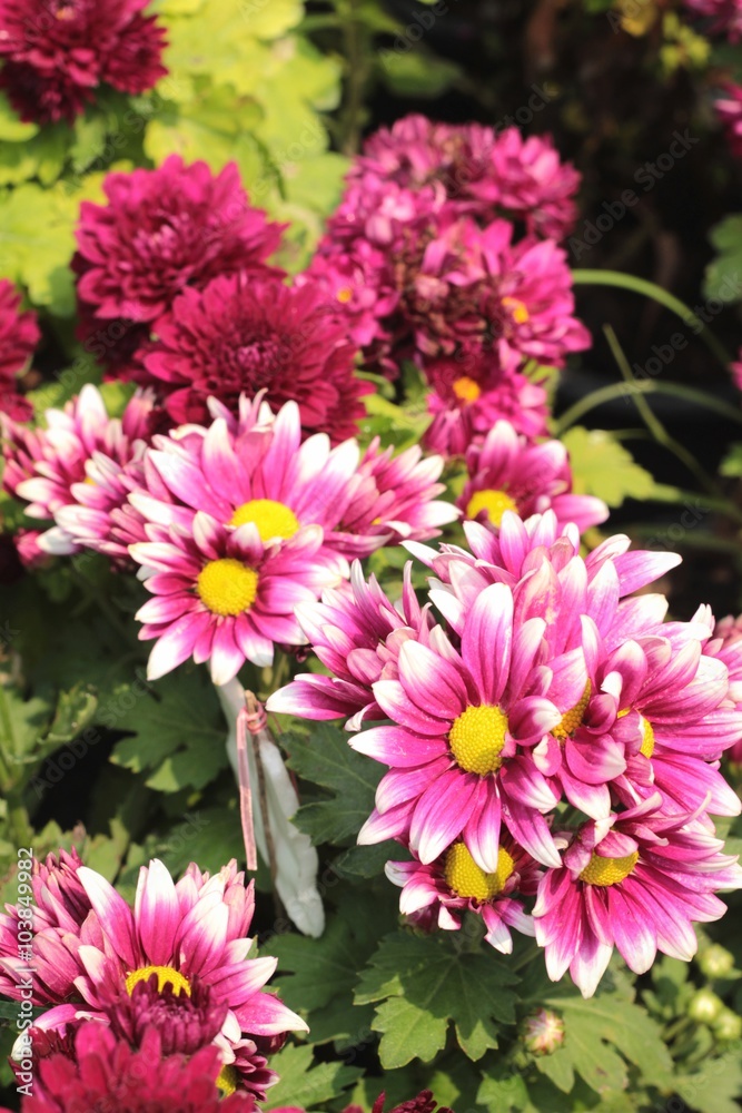 Chrysanthemum beautiful in a garden. Chrysanthemum beautiful in a garden.