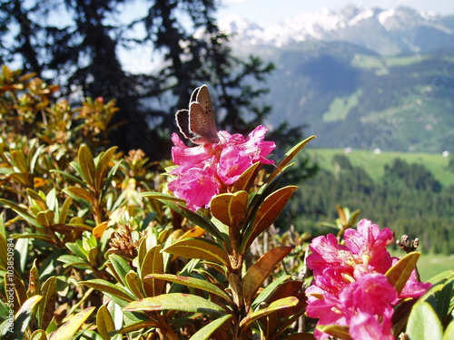 Papillon et rhodendron photo