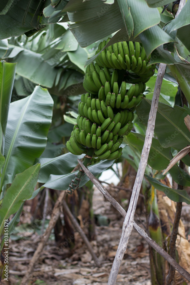 custom made wallpaper toronto digitalBunch of canary bananas. Traditional agriculture in Barlovento (