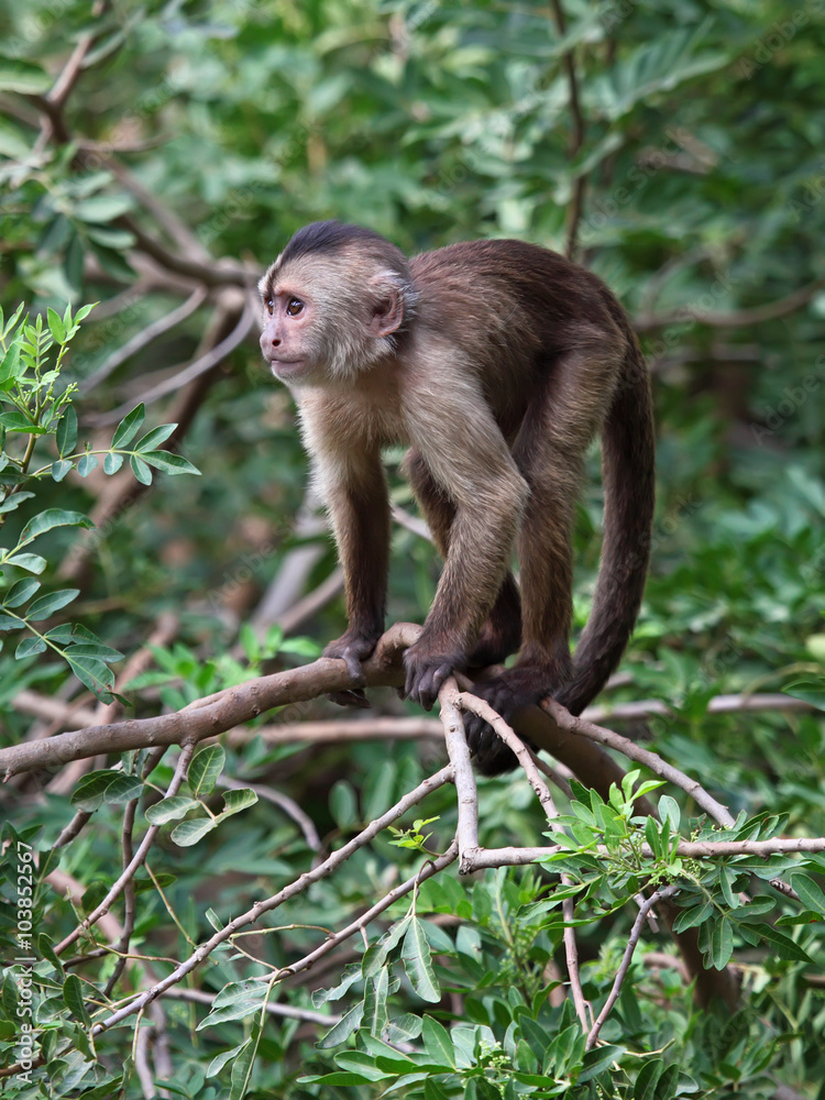 capuchin monkey cub on tree branch capuchin monkey cub on tree branch