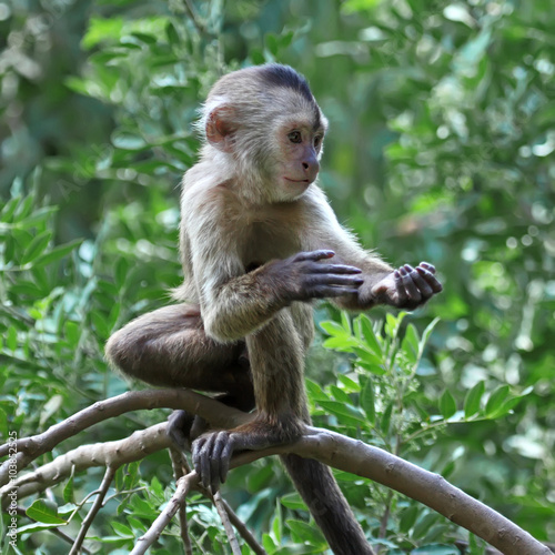 capuchin monkey cub on tree branch