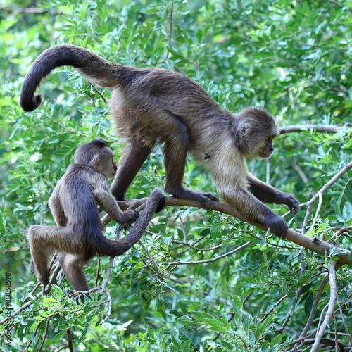 mother capuchin monkey with young sitting on tree branch