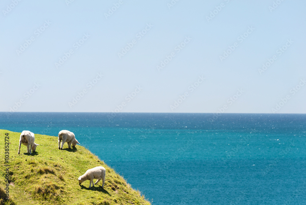 Naklejka premium Three sheep grazing on grass of Mount Maunganui, New Zealand