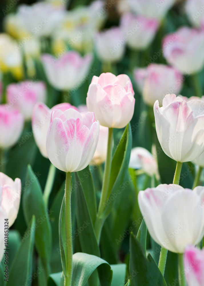 white and pink tulip flower