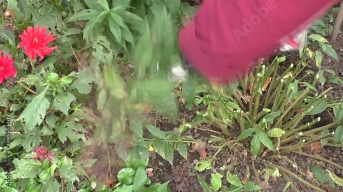 Cutting flowers, preparing flower beds for winter photo