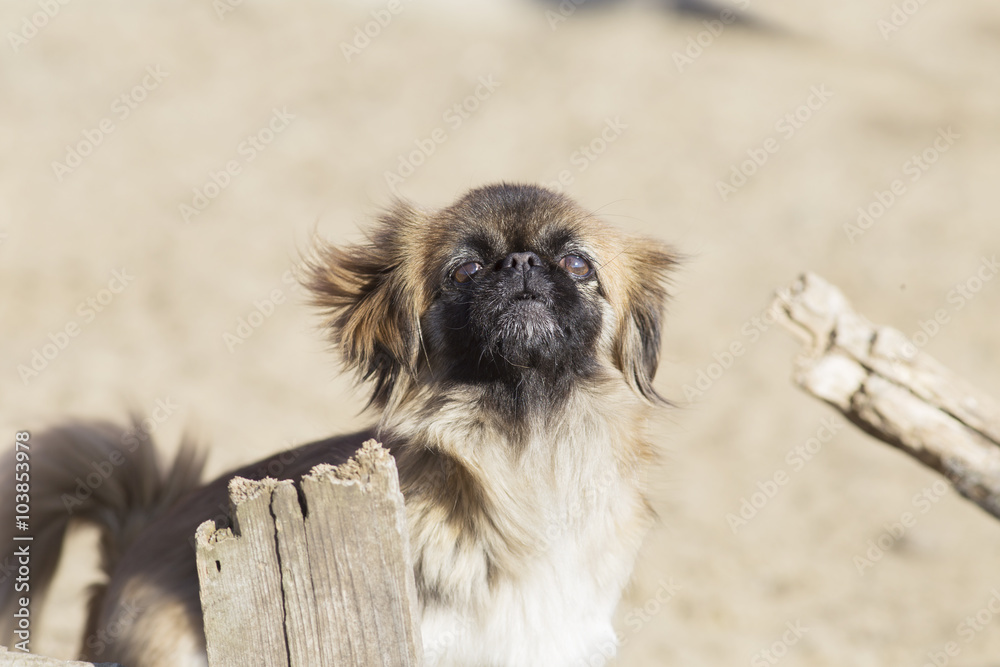 The dog responds to the appearance of a stranger