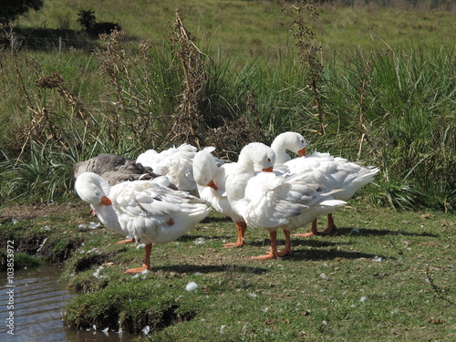 Geese at Lake