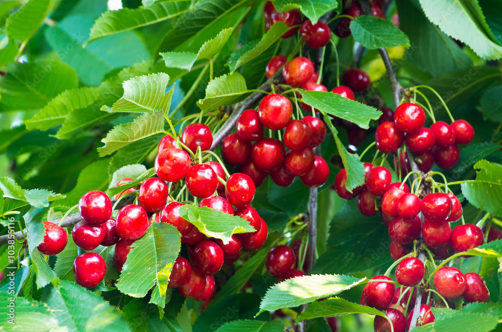 Fototapeta premium Cherry branch with ripe fruit and leaves.