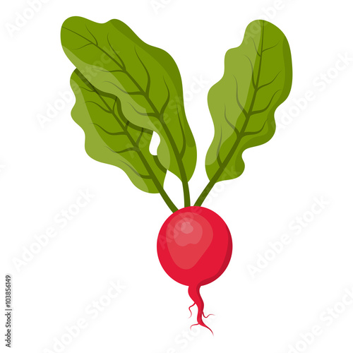 Vector illustration of radish