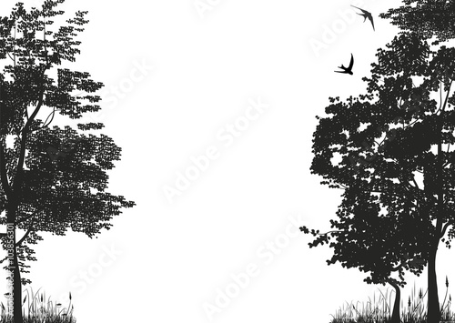 Silhouettes of trees in a forest glade