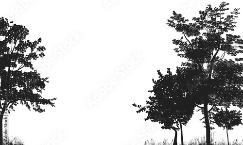 Silhouettes of trees in a forest glade